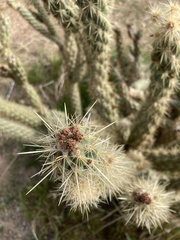 Cylindropuntia ganderi