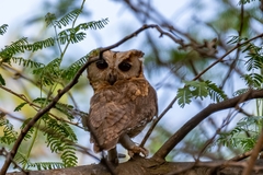 Otus bakkamoena