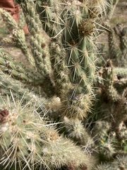 Cylindropuntia ganderi