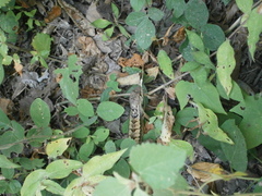 Stenocercus iridescens