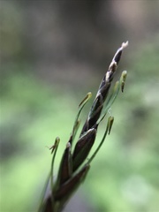 Carex triangula