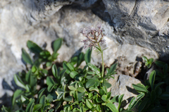 Valeriana apula