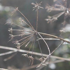 Opopanax chironium