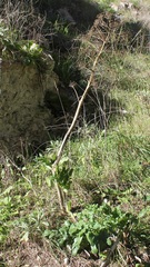 Opopanax chironium