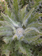 Cirsium scariosum