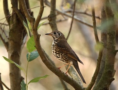 Turdus mupinensis