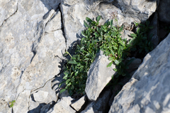 Valeriana apula