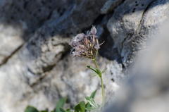 Valeriana apula
