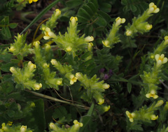 Parentucellia flaviflora