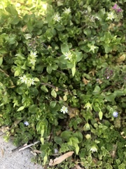 Stellaria media