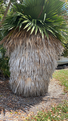 Copernicia macroglossa