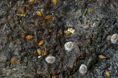 Austrominius modestus