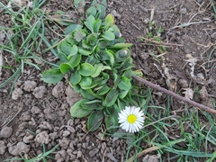 Bellis perennis