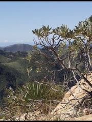 Eriodictyon traskiae