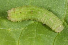 Cylindrotoma distinctissima