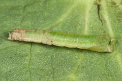 Cylindrotoma distinctissima