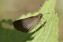 Callimormus interpunctata