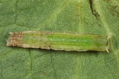 Cylindrotoma distinctissima