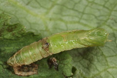 Cylindrotoma distinctissima