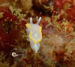 Diaphorodoris alba