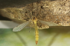 Cylindrotoma distinctissima