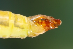 Cylindrotoma distinctissima