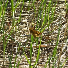 Carterocephalus skada