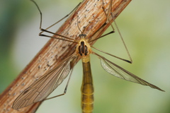 Cylindrotoma distinctissima