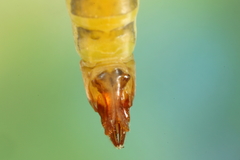 Cylindrotoma distinctissima