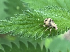 Pseudocneorhinus bifasciatus