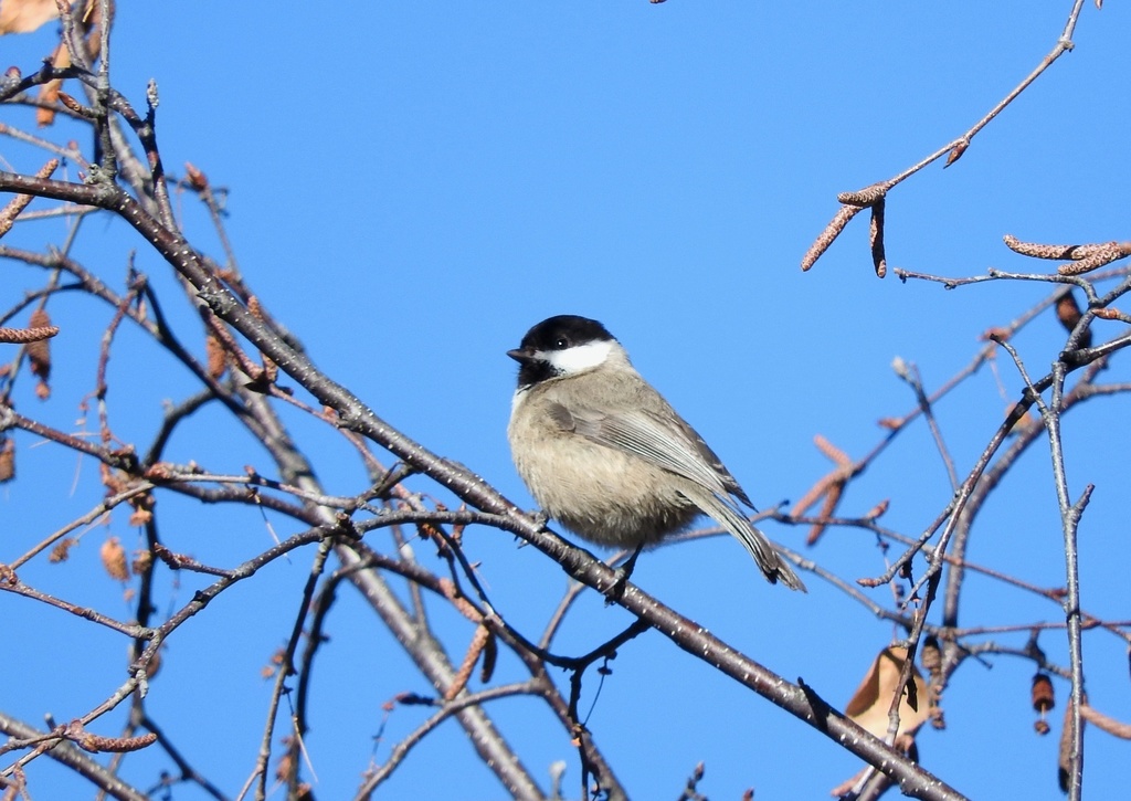 Sichuan Tit photo