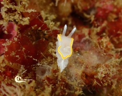 Diaphorodoris alba