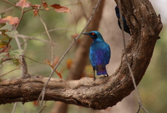 Lamprotornis chalcurus