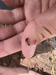 Pheidole obtusospinosa