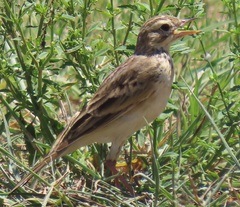 Anthus cinnamomeus