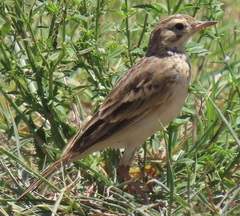 Anthus cinnamomeus
