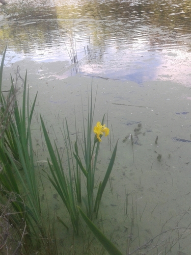 iNaturalist observation photo of Yellow Iris