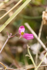 Phaseolus filiformis