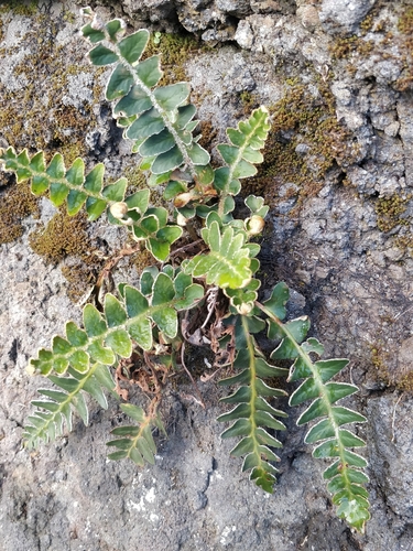 Asplenium lolegnamense (Asplenium lolegnamense)