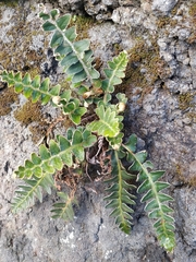 Asplenium lolegnamense image