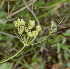 Conopodium