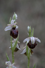 Ophrys exaltata