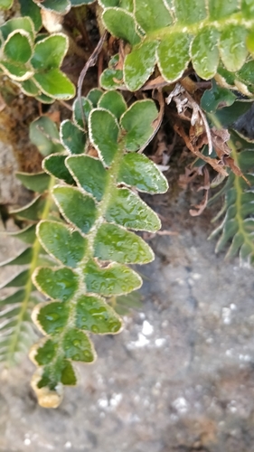 Image of Asplenium lolegnamense by (c) Vítor Jorge, some rights reserved (CC BY)