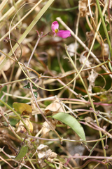 Phaseolus filiformis