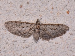 Eupithecia bolterii