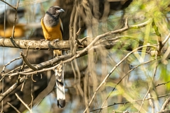 Dendrocitta vagabunda