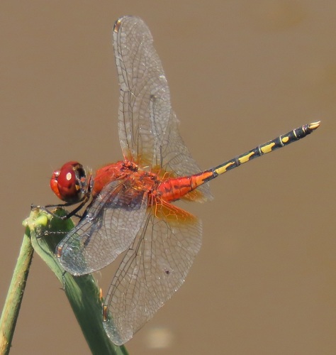 Barbet Percher