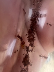 Solenopsis aurea