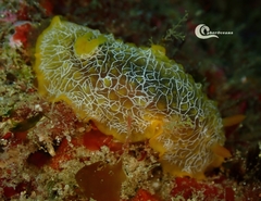 Doriopsilla areolata