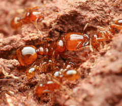 Solenopsis aurea